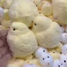 Squishy Chick